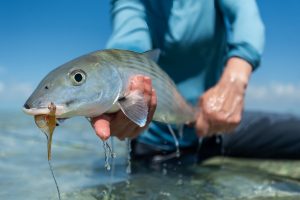 abaco is one of the best fishing destinations in the world