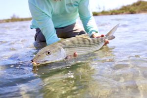 abaco is a fish paradise