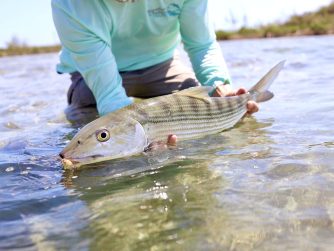 abaco is a fish paradise