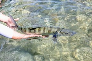 abaco is a fisherman's paradise
