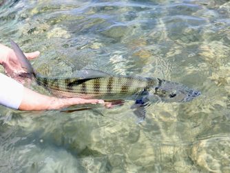 abaco is a fisherman's paradise