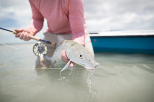 Bonefish, Bahamas