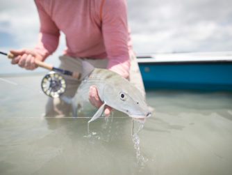Bonefish, Bahamas