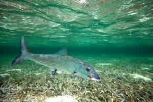 Bonefishing in the Marls