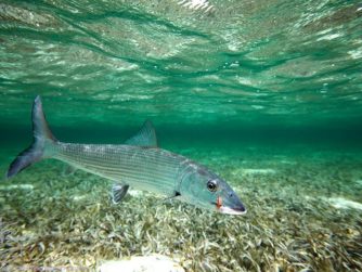 Bonefishing in the Marls