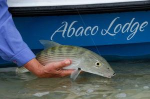 Fishing in Abaco: Caribbean Adventure