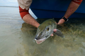 Bonefishing in the Marls, Abaco Lodge