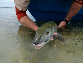 Bonefishing in the Marls, Abaco Lodge
