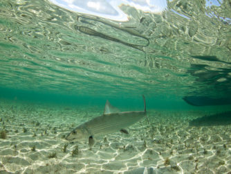 Bonefish - Abaco Lodge