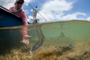One of the most under-pressured fisheries of this caliber in the Caribbean