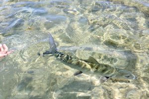 Fishers and fishes in Abaco