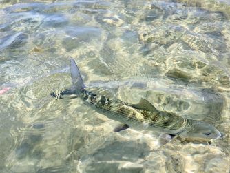 Fishers and fishes in Abaco