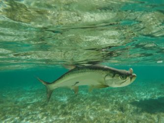 Tarpon - Abaco Lodge