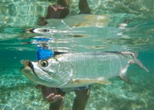 Tarpo - Fly Fishing in the Bahamas