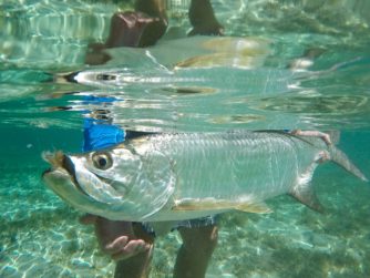 Tarpo - Fly Fishing in the Bahamas