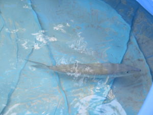 Conservation Program