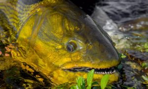 Fishing and Adventures in Abaco, Bahamas