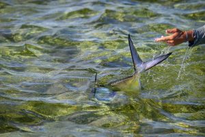 Dream Fishing in Abaco