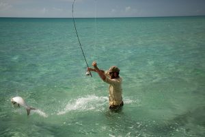 Abaco is home to countless numbers of marine species.