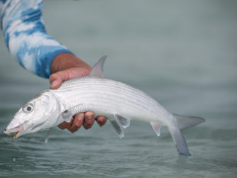 Bonefish