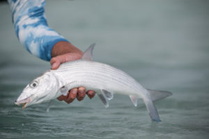 Sport fishing excitement in Abaco