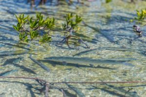 Bonefish school - Abaco Lodge