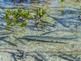 Bonefish school - Abaco Lodge