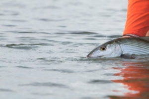 Bonefish in the Marls