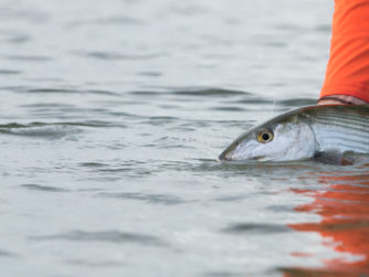 Bonefish in the Marls