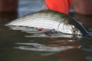 Passionate fishing in the heart of Abaco