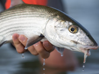 Best Bonefishing in the Bahamas