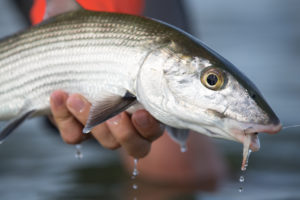 Live fishing adventures in Abaco, Bahamas