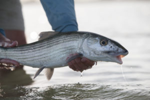 Sport fishing excitement in Abaco
