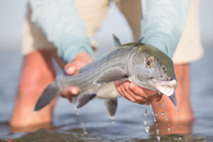 Bonefishing in the Bahamas