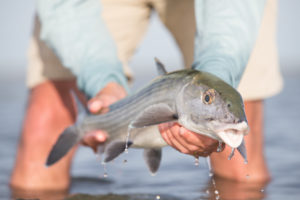 Bonefish - Abaco Lodge