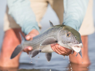 Bonefish - Abaco Lodge