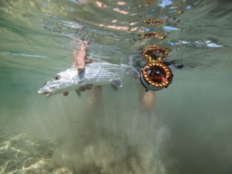 Bahamas bonefishing