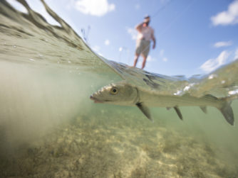 Fishing in the Marls