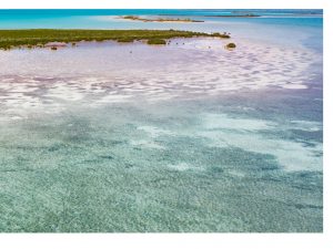 Fishing in Abaco's Paradise