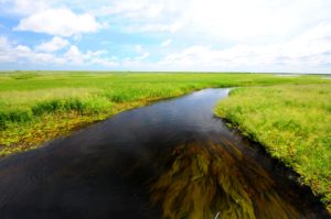 Nervous Waters - Dorado Fishing
