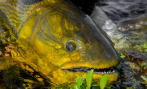 Pirá Lodge - Dorado Fly Fishing