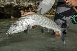 Abaco Fishing and Nature