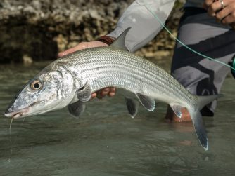 Abaco Fishing and Nature